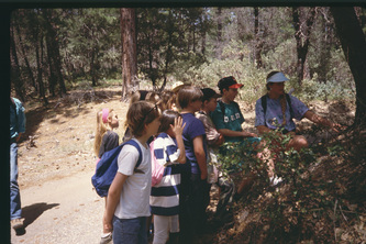 pine forest ecology lesson